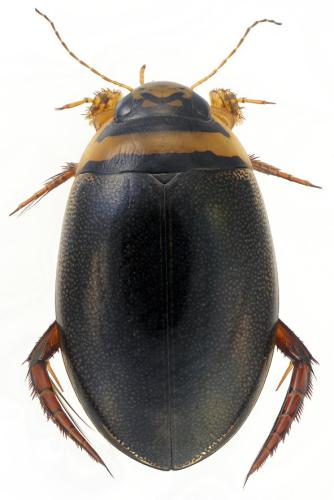 Graphoderus cinereus